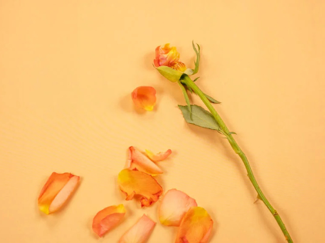 Vissen rose symboliserer overgangsalder