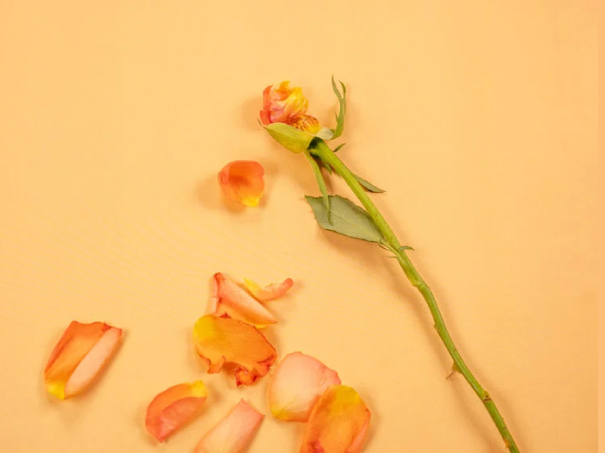 Vissen rose symboliserer overgangsalder