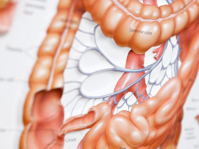mage-og tarmsystemet. illustrasjon.